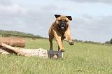 BULLMASTIFF 138